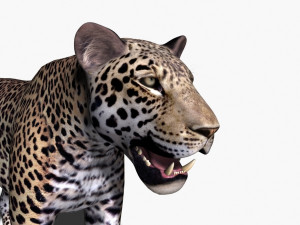 unique feline pack Modelo 3D