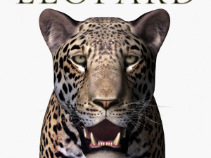unique feline pack Modelo 3D