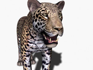 benzersiz kedi paketi 3D Model