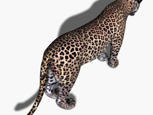 unique feline pack Modelo 3D