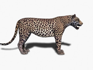 unique feline pack Modelo 3D