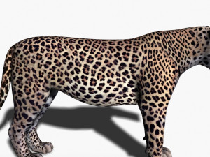 unique feline pack Modelo 3D