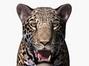 unique feline pack Modelo 3D