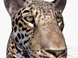 unique feline pack Modelo 3D