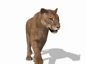 benzersiz kedi paketi 3D Model