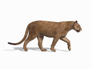 unique feline pack Modelo 3D
