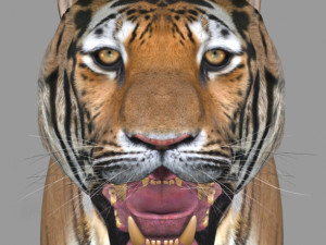 unique feline pack Modelo 3D