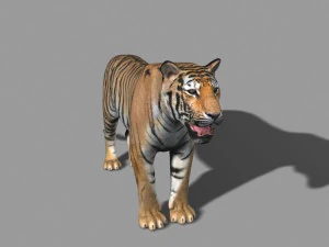 benzersiz kedi paketi 3D Model