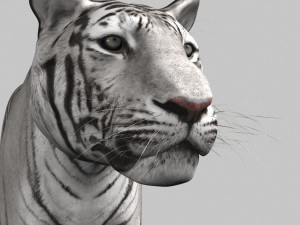 unique feline pack Modelo 3D