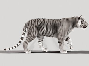 unique feline pack Modelo 3D