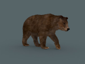 best bear - 3d animated brown bear 3D Model