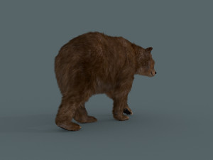 best bear - 3d animated brown bear Model 3D