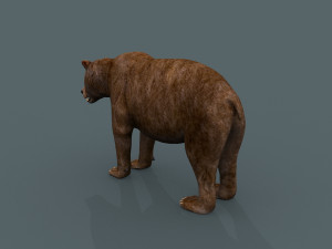 best bear - 3d animated brown bear Model 3D
