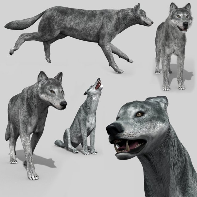 wolfgang - 3d animated wolf model 3D Model .c4d .max .obj .3ds .fbx .stl .blend 