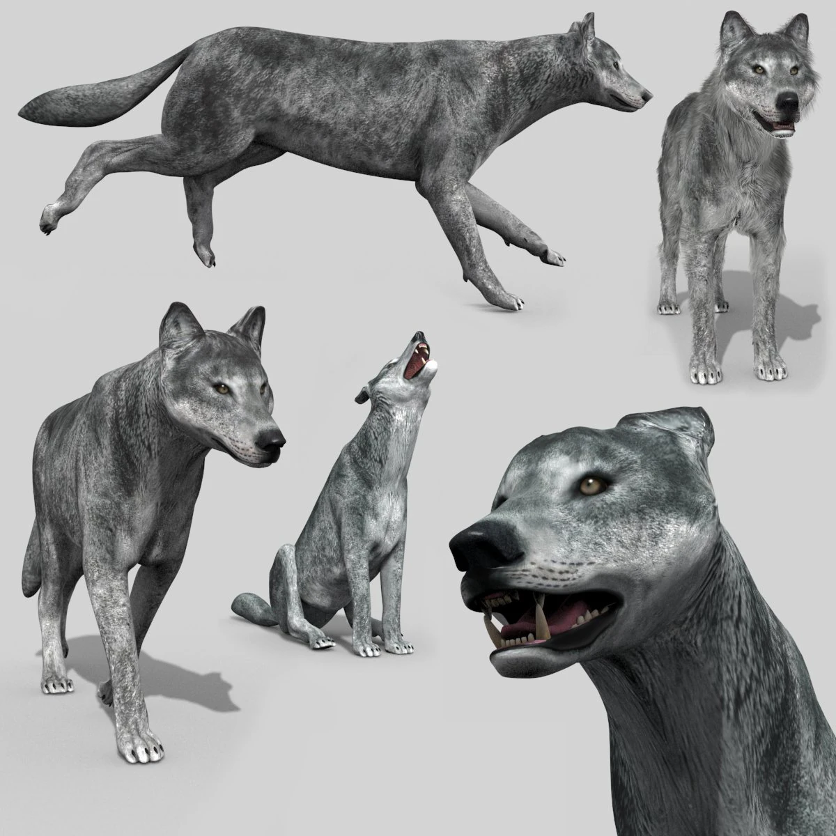 wolfgang - 3d animated wolf model 3D Model .c4d .max .obj .3ds .fbx .stl .blend 