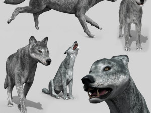 wolfgang - 3d animated wolf model 3D मॉडल