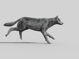 wolfgang - 3d animated wolf model 3D Model