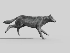 wolfgang - 3d animated wolf model 3D Model