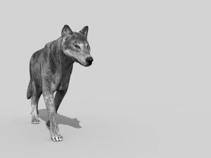 wolfgang - 3d animated wolf model 3D Model