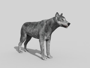 wolfgang - 3d animated wolf model 3D Model