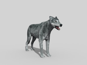wolfgang - 3d animated wolf model 3D Model