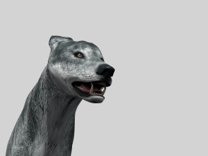 wolfgang - 3d animated wolf model 3D Model