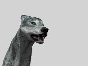 wolfgang - 3d animated wolf model 3D Model