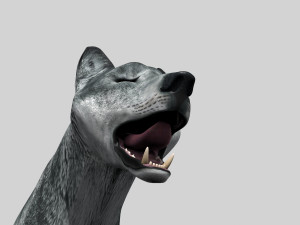 wolfgang - 3d animated wolf model 3D Model