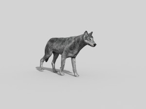wolfgang - 3d animated wolf model 3D Model