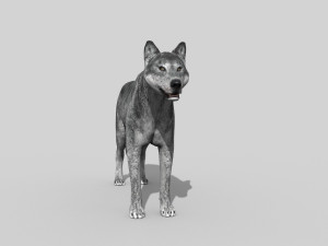 wolfgang - 3d animated wolf model 3D Model