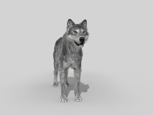wolfgang - 3d animated wolf model 3D Model