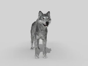 wolfgang - 3d animated wolf model 3D Model