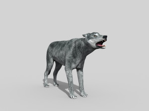 wolfgang - 3d animated wolf model 3D Model