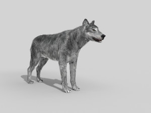 wolfgang - 3d animated wolf model 3D Model