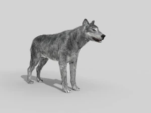 wolfgang - 3d animated wolf model 3D Model