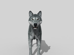 wolfgang - 3d animated wolf model 3D Model