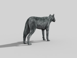 wolfgang - 3d animated wolf model 3D Model