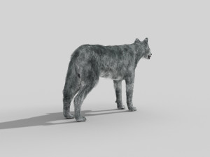 wolfgang - 3d animated wolf model 3D Model