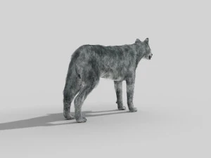wolfgang - 3d animated wolf model 3D Model