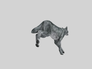 wolfgang - 3d animated wolf model 3D Model