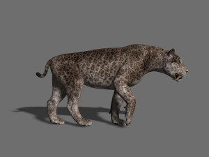 female sabretooth - 3d animated model 3D Model