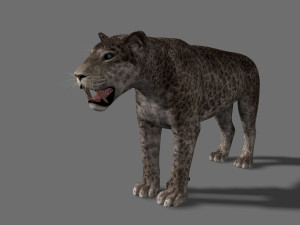female sabretooth - 3d animated model 3D Model