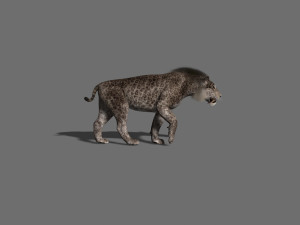 female sabretooth - 3d animated model 3D Model