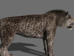 female sabretooth - 3d animated model 3D Model