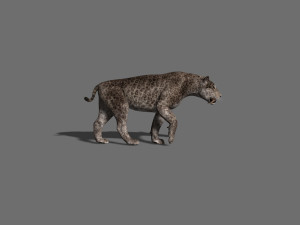 female sabretooth - 3d animated model 3D Model