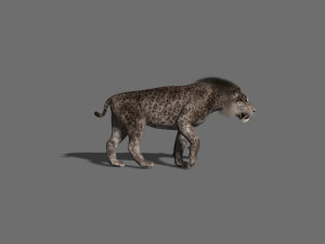 female sabretooth - 3d animated model 3D Model