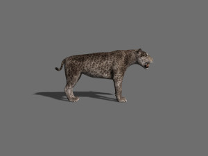 female sabretooth - 3d animated model 3D Model
