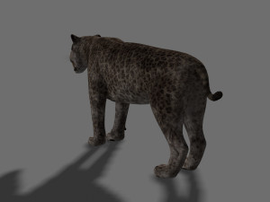 female sabretooth - 3d animated model 3D Model