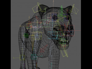 female sabretooth - 3d animated model 3D Model