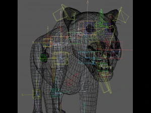 female sabretooth - 3d animated model 3D Model